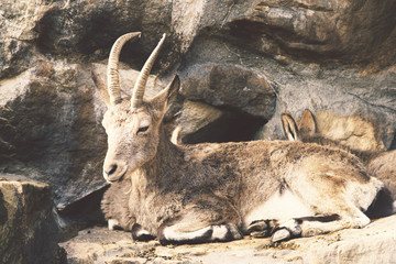 wild goat in rocks