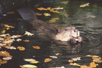 wild beaver in water