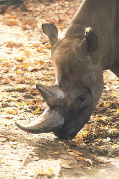 rhinoceros head ground