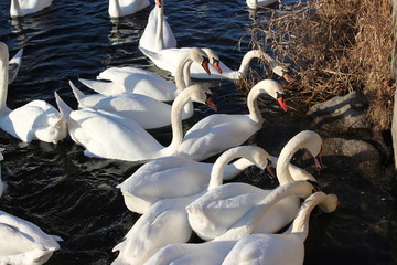 Schwäne beim Fressen am Ufer eines Flusses (Vogelgrippe) © rbkelle