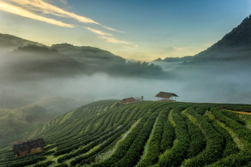 Tea plantation beautiful landscape famous tourist attraction at Doi at Doi Ang Khang Chiang Mai,...