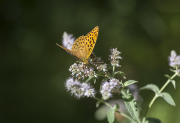 Braunfleckiger Perlmutterfalter