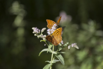 Braunfleckiger Perlmutterfalter