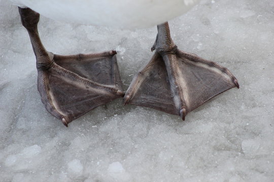 Schwimmhaut Images Parcourir 240 le catalogue de photos, vecteurs et