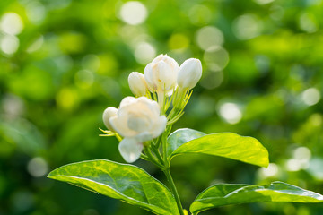 jasmine flower