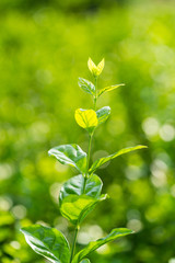 leaves of jasmine flower