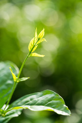 Fototapeta na wymiar leaves of jasmine flower