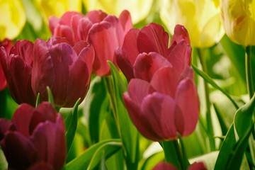 tulip in ChiangMai Flower Festival