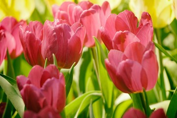 tulip in ChiangMai Flora Fesrtival