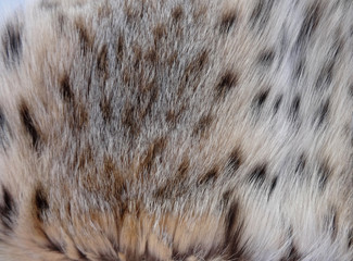 Real fur lynx animal