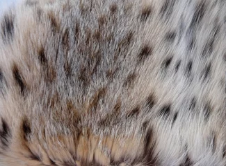 Deurstickers Real fur lynx animal © ovb64