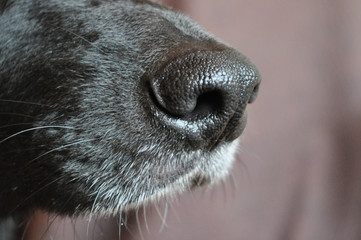 dog nose
