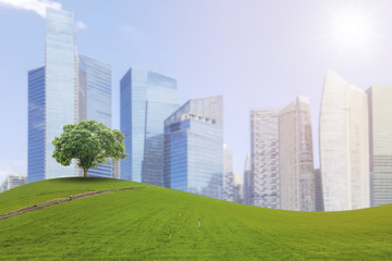 Fototapeta premium A single tree on a hill on the arches of verdant meadows and the beautiful backdrop of the skyscrapers.