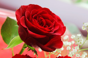 Single red rose 