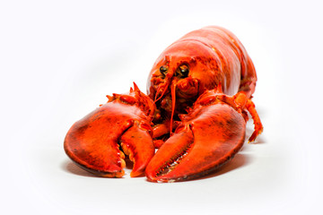 Lobster