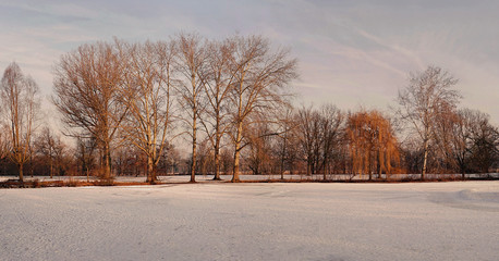 Panorama winterliche Buchenbäume