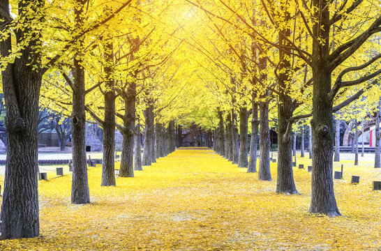Beautiful line tree at nami island,South Korea.