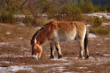 Urwildpferd beim grasen