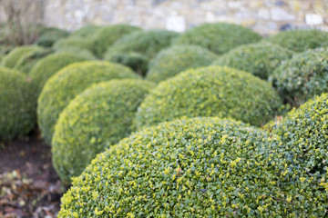 Topiary Box bushes