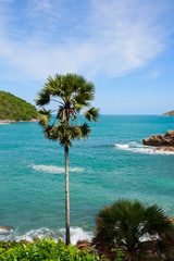 Fototapety  Palm on tropical sea background