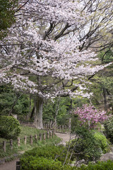 有栖川宮記念公園の桜（東京都港区）