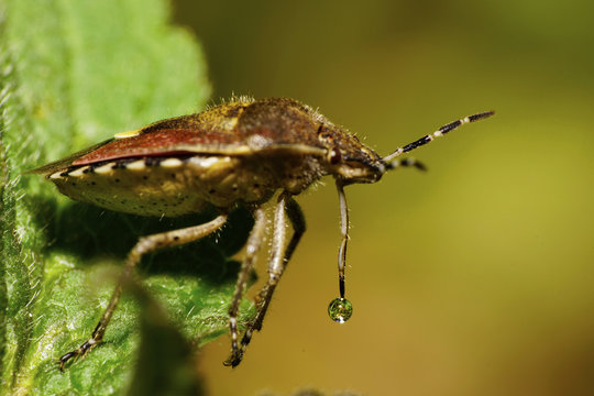Macro side view of a berry caucasian fluffy bug 