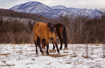 a horse in a pasture in the winter