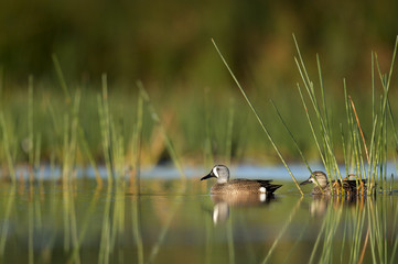 A pair of Blue-winged Teal ducks float on the calm water in the morning surrounded by green aquatic grasses.