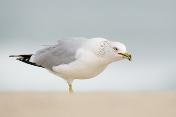 A Ring-billed Gull stands on a sandy beach looking angry in soft overcast light.