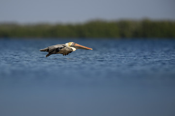 An adult Brown Pelican glides just inches over the surface of the blue water on a bright sunny day.