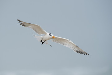 A Royal Tern glides in to land with its wings stretched out on a foggy morning.