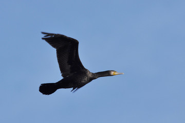 Cormorant