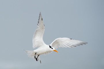 Fototapeta na wymiar A Royal Tern with its wings outstretched as it comes in to land on a beach on a foggy morning.