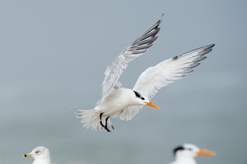 A Royal Tern flaps its wings high as it comes in to land on a beach on a foggy morning with others birds around.