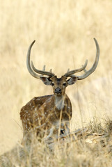 Spotted deer in Pench National Park