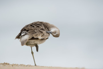 A Willet preens and cleans its feathers with its eye shut while standing on one leg in soft...