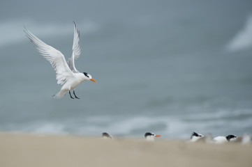 A Royal Tern flaps its wings just before landing on a beach with a flock of other terns on a foggy morning.