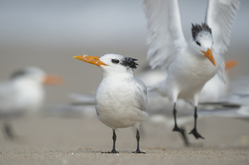 A Royal Tern stands on a sandy beach as another tern comes in to land just behind it.