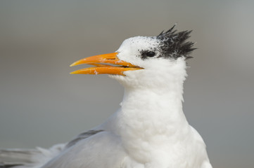 A Royal Tern close up portrait with the bird's beak open taken on a beach with soft sunlight.