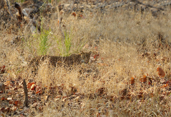 Leopard in grasses of  Pench National Park