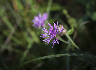 Wiesen - Witwenblume