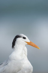 A Royal Tern close up portrait in soft sunlight with a smooth blue ocean background.
