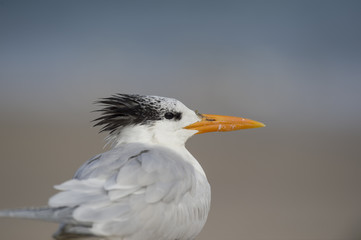 A Royal Tern close up portrait in soft light with its black head feathers stick out.