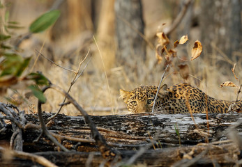 Obraz premium Leopard in Pench National Park