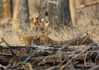 Leopard hiding behind the tree trunk, Pench National Park