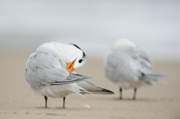 A Royal Tern bends its head to its back to clean off its wings while standing on a sandy beach.