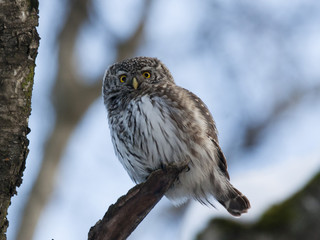 Eurasian pygmy owl