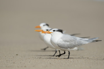 A trio of Royal Terns walk along on a sandy beach on a bright sunny day.
