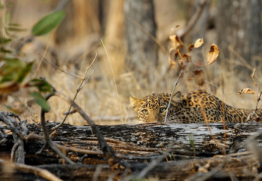 Leopard in Pench National Park