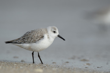 A Sanderling stands on a sandy beach right at the water line in soft sunlight.